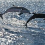 Whale Watching Catamaran to Los Gigantes & Masca (Including drinks & warm lunch) - Authentic Insights from Reviewers