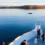 Whale Watching Cruise on a Yacht in Reykjavik - The Sum Up