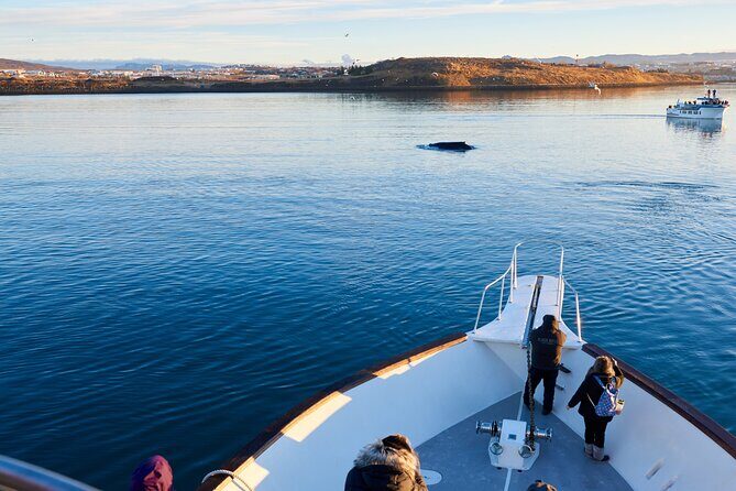 Whale Watching Cruise on a Yacht in Reykjavik - The Sum Up
