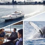 Whale Watching & Dolphin Yacht Cruise - Final Thoughts: Who Will Love This Tour?