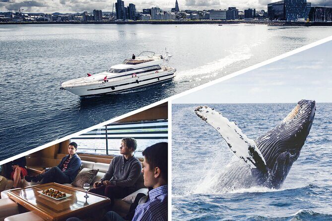 Whale Watching & Dolphin Yacht Cruise - Final Thoughts: Who Will Love This Tour?