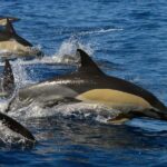 Whale Watching Eco-Adventure from Costa Adeje - Itinerary and Experience Breakdown