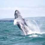 Whale Watching in Husavik - Itinerary Breakdown