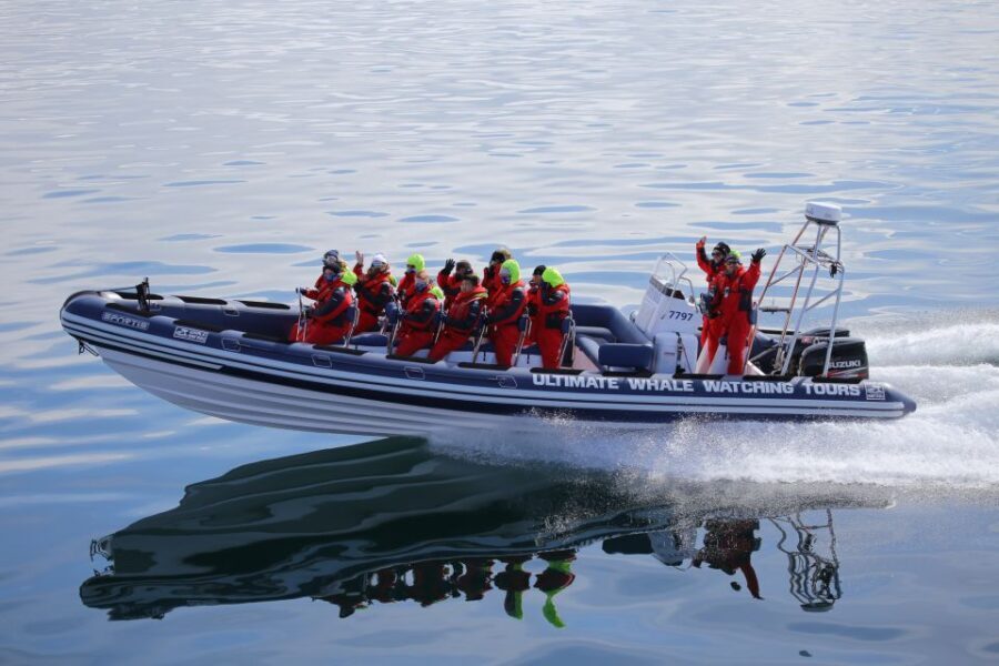 Whale Watching in Reykjavik by Speedboat - The Experience: Pros and Cons