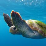 Whale watching in Tenerife. Atlantic Eco Experience - Who Will Love This Tour?