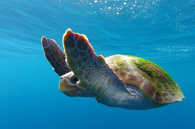 Whale watching in Tenerife. Atlantic Eco Experience - Who Will Love This Tour?