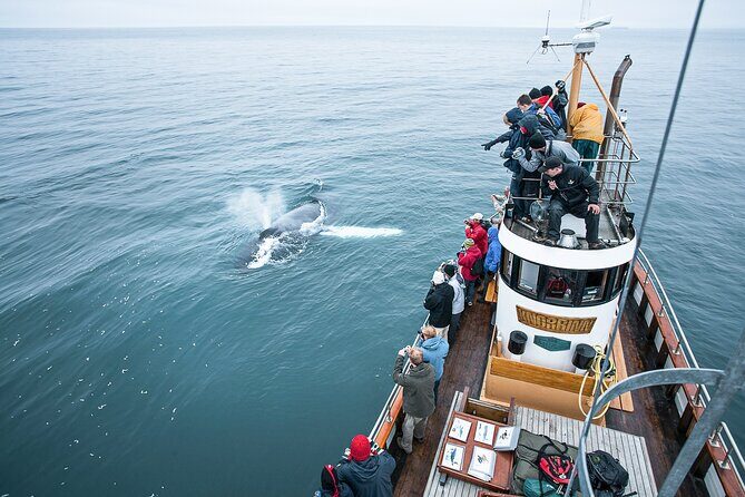 Whale Watching on board a Traditional Oak Boat from Árskógssandur - Key Points