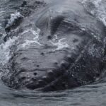 Whale Wonders Morning Expedition from Reykjavík - The Itinerary: What to Expect on Your Marine Adventure