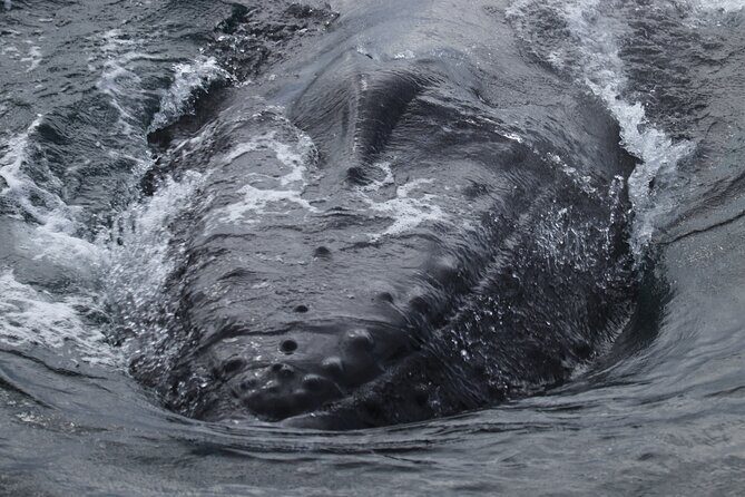 Whale Wonders Morning Expedition from Reykjavík - The Itinerary: What to Expect on Your Marine Adventure