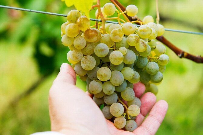 Whole day Wine Tour to Kakheti from Tbilisi - A Deep Dive into the Full-Day Kakheti Wine Tour