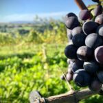 Wieliczka Vineyard: Wine tasting with local snacks - Price and Value