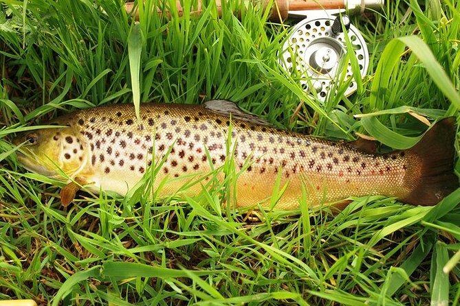Wild Brown Trout fishing. Lough Corrib. French speaking Ghillie/Guide. Full day. - Who Would Love This Trip?