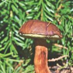 Wild Forest Berries and Mushrooms Picking Tour - Authentic Insights from Reviewers