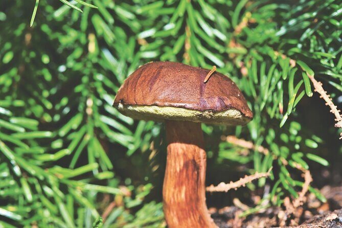 Wild Forest Berries and Mushrooms Picking Tour - Authentic Insights from Reviewers