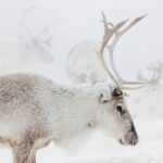 Wild Reindeers Safari + Lunch in Glass Igloo (private service) - Value for Money: Is It Worth It?