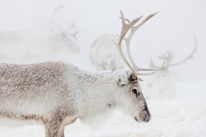 Wild Reindeers Safari + Lunch in Glass Igloo (private service) - Value for Money: Is It Worth It?