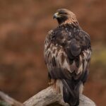 Wildlife Watching Safari by Vehicle & Walks / Photography workshops with a Guide - Why This Tour Offers Great Value