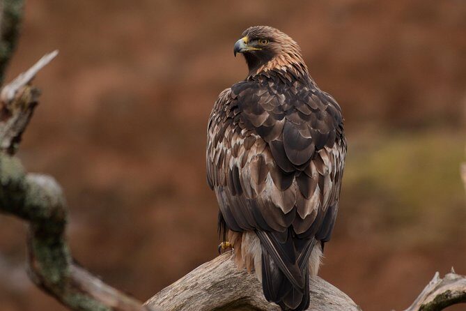 Wildlife Watching Safari by Vehicle & Walks / Photography workshops with a Guide - Why This Tour Offers Great Value