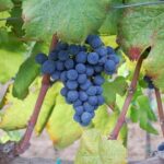 Wine and food tasting - The Itinerary Breakdown