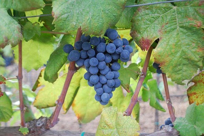 Wine and food tasting - The Itinerary Breakdown