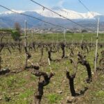 Wine and Lunch Tour - An In-Depth Look at the Experience