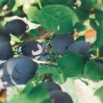 Wine and Raki tasting tour - The Reviewers Perspective: Authenticity and Highlights