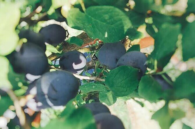 Wine and Raki tasting tour - The Reviewers Perspective: Authenticity and Highlights