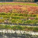 Wine and Typical Product Tasting Tour - Exploring the Tour in Detail