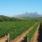 Wine & Cava Penedes Tour: Wineries, Wine Tasting and Tapas - Frequently Asked Questions