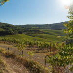 Wine Hiking Sip & Trek - What Travelers Say