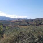Wine, Olive Oil, and Honey Tour with Winemaker - The Sum Up