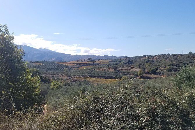 Wine, Olive Oil, and Honey Tour with Winemaker - The Sum Up