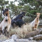 Wine & Olive Oil Tour with lunch at the White Mountains - What Sets This Tour Apart?