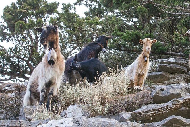 Wine & Olive Oil Tour with lunch at the White Mountains - What Sets This Tour Apart?