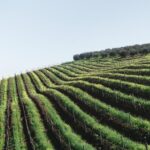 Wine & Tapas tour by electric bike (e-bike) including Ronda pickup (full day) - The Sum Up