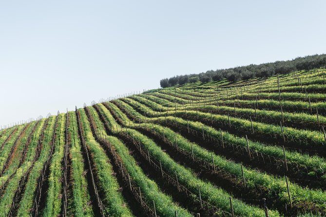 Wine & Tapas tour by electric bike (e-bike) including Ronda pickup (full day) - The Sum Up