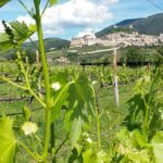 Wine tasting and walk in the Vineyard of Assisi - Final Thoughts