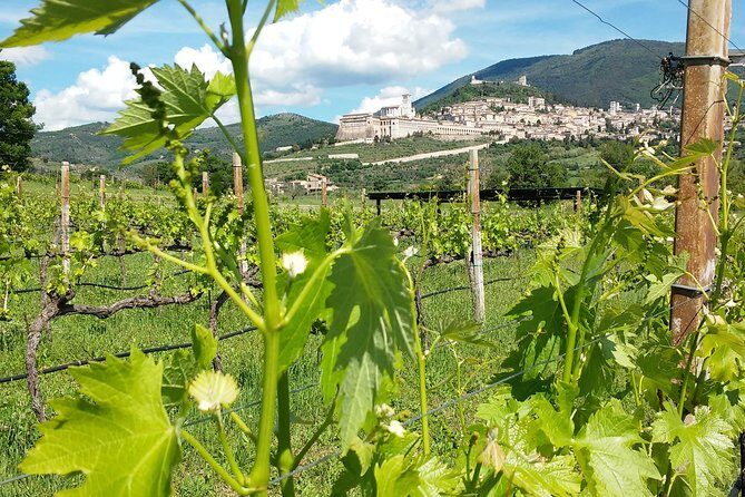 Wine tasting and walk in the Vineyard of Assisi - Final Thoughts