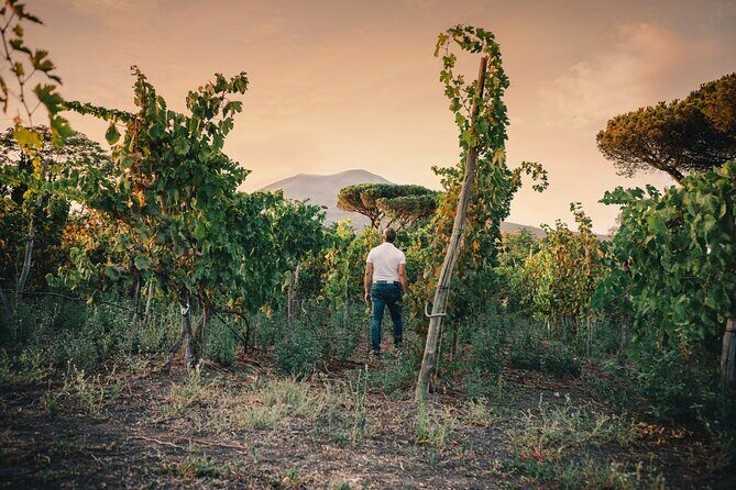 Wine Tasting and Winery Tour in Vesuvio National Park with Lunch - Who Will Appreciate This Tour?