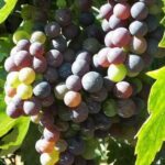 Wine tasting in Chianti, visiting Castellina, in Tuscany from Rome - What the Reviews Say