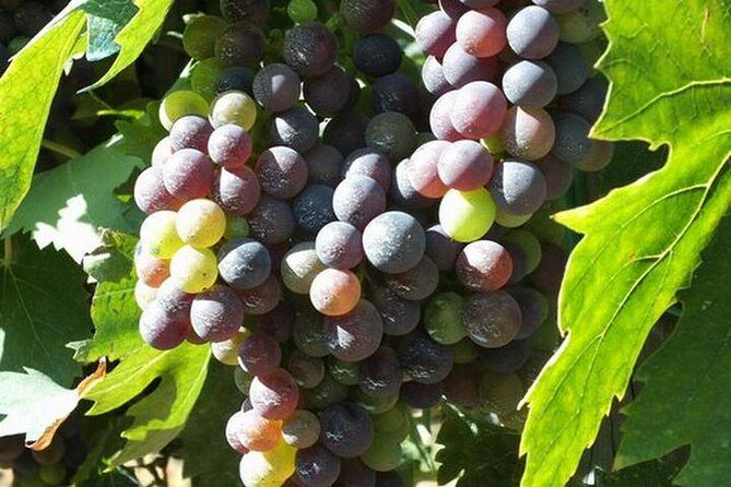 Wine tasting in Chianti, visiting Castellina, in Tuscany from Rome - What the Reviews Say