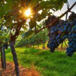 Wine Tasting in Frascati from Rome - What Could Be Better