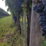 Wine tasting in Montepulciano and visit to Pienza, in Tuscany from Rome - What Makes This Tour Stand Out?