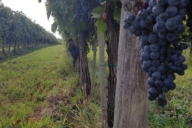 Wine tasting in Montepulciano and visit to Pienza, in Tuscany from Rome - What Makes This Tour Stand Out?