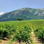 Wine Tasting - Private Half-Day Tour - FAQ