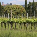 Wine tour and lunch in Lucca area - Final Thoughts on the Experience