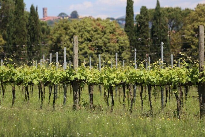 Wine tour and lunch in Lucca area - Final Thoughts on the Experience