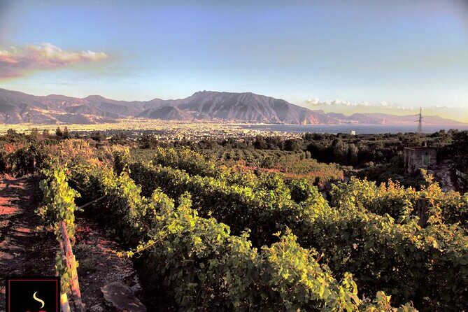 Wine Tour and Lunch with Winetasting and Vineyard Visit - Practical Details and Considerations