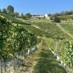 Wine Tour and tasting in the Monferrato - Premium - The Stunning Tasting Room and Views