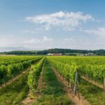 Wine Tour and Tasting on Garda Hills - Practical Details and Tips